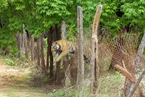 Blurred Movement Prints: Bengal tiger (Panthera tigris tigris) male