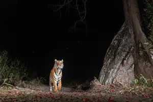 Mallow Prints: Bengal tiger (Panthera tigris tigris) male