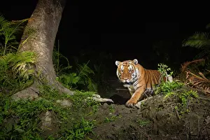 Bengal tiger (Panthera tigris tigris) male, walking through cane forest at night, Kaziranga tiger Reserve, Assam, India. Endangered. Camera trap image