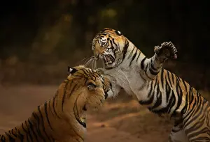 Dramatic Prints: Bengal tiger (Panthera tigris tigris) male in aggressive confrontation with his daughter
