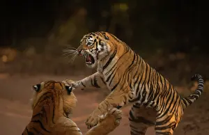 Dramatic Prints: Bengal tiger (Panthera tigris tigris) male in aggressive confrontation with his daughter