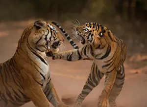 Dramatic Prints: Bengal tiger (Panthera tigris tigris) male in aggressive confrontation with his daughter