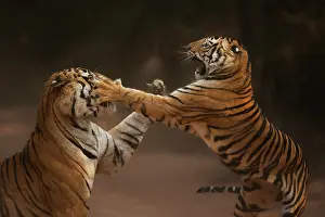 Dramatic Prints: Bengal tiger (Panthera tigris tigris) male in aggressive confrontation with his daughter