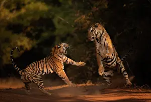 Dramatic Prints: Bengal tiger (Panthera tigris tigris) male in aggressive confrontation with his daughter