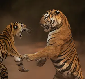 Dramatic Prints: Bengal tiger (Panthera tigris tigris) male in aggressive confrontation with his daughter