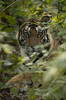 Bengal tiger (Panthera tigris tigris) male resting in undergrowth, portrait