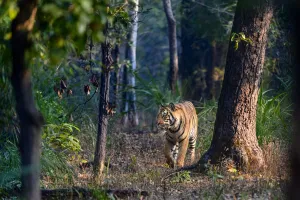 Bengal tiger (Panthera tigris tigris) male walking through sal (Shorea robusta) forest