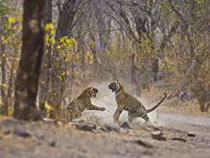 Bengal Tiger (Panthera tigris tigris) mother and adolescent daughter fighting, Ranthambhore NP