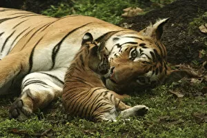 Bengal Tiger (Panthera tigris tigris) mother and cub, Pench National Park, Madhya Pradesh