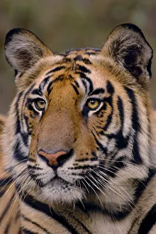 Bengal tiger (Panthera tigris tigris) portrait of a 19-month male. Bandhavgarh National Park