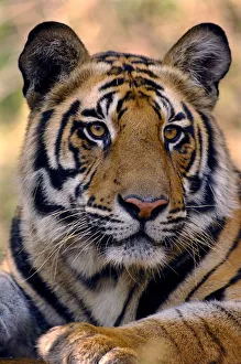 Bengal tiger (Panthera tigris tigris) portrait of a 19-month male. Bandhavgarh National Park