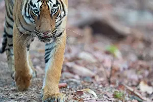 Panthera Prints: Bengal tiger (Panthera tigris tigris) portrait