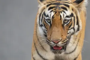 Panthera Prints: Bengal tiger (Panthera tigris tigris) portrait