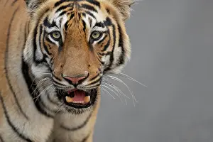 Panthera Prints: Bengal tiger (Panthera tigris tigris) portrait