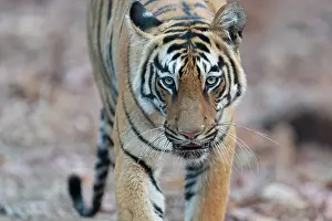 Panthera Prints: Bengal tiger (Panthera tigris tigris) portrait