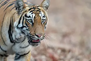 Bengal tiger (Panthera tigris tigris) portrait, Tadoba Andhari Tiger Reserve, Chandrapur district, Maharashtra, India. Endangered