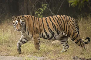 Bengal tiger (Panthera tigris tigris) profile walking, looking for prey