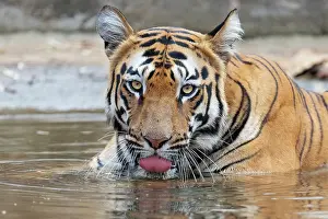 Panthera Prints: Bengal tiger (Panthera tigris tigris) resting in a pool