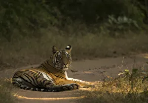 Bengal tiger (Panthera tigris tigris) resting on track. Bandhavgarh National Park, India
