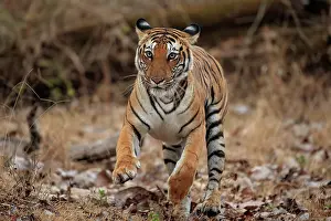 Animal Markings Prints: Bengal tiger (Panthera tigris tigris) running through forest