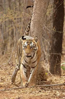 Territorial Prints: Bengal tiger (Panthera tigris tigris) spraying urine on tree trunk to mark territory or communicate with other tigers