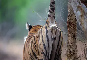 Territorial Prints: Bengal tiger (Panthera tigris tigris) spraying urine on tree trunk to mark territory or communicate with other tigers