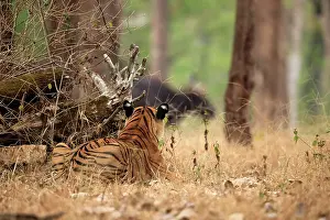Animal Markings Prints: Bengal tiger (Panthera tigris tigris) stalking herd of Gaur (Bos gaurus) in forest