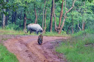 Rear View Prints: Bengal tiger (Panthera tigris tigris) stalking a Nilgai (Boselaphus tragocamelus)
