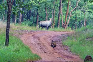 Rear View Prints: Bengal tiger (Panthera tigris tigris) stalking a Nilgai (Boselaphus tragocamelus)