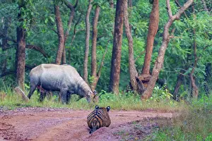 Rear View Prints: Bengal tiger (Panthera tigris tigris) stalking a Nilgai (Boselaphus tragocamelus)