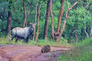 Rear View Prints: Bengal tiger (Panthera tigris tigris) stalking a Nilgai (Boselaphus tragocamelus)