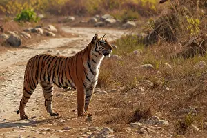 Panthera Prints: Bengal tiger (Panthera tigris tigris) standing on dirt track
