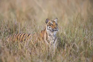 Tiger Prints: Bengal tiger (Panthera tigris tigris) standing in grassland