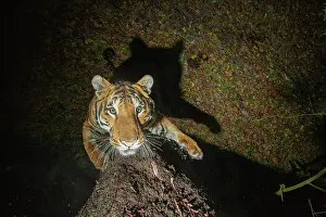 Territorial Prints: Bengal tiger (Panthera tigris tigris) standing on hind legs scratching tree trunk