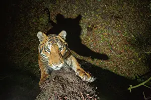 Territorial Prints: Bengal tiger (Panthera tigris tigris) standing on hind legs scratching tree trunk
