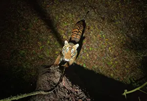 Territorial Prints: Bengal tiger (Panthera tigris tigris) standing on hind legs scratching tree trunk