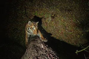 Territorial Prints: Bengal tiger (Panthera tigris tigris) standing on hind legs scratching tree trunk