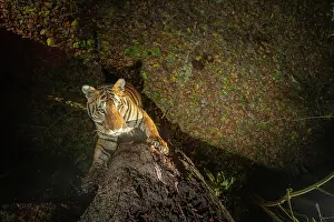 Territorial Prints: Bengal tiger (Panthera tigris tigris) standing on hind legs scratching tree trunk
