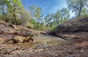 Cooling Down Prints: Bengal tiger (Panthera tigris tigris) standing in natural waterhole to cool off