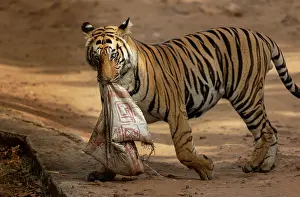 Tugging Prints: Bengal tiger (Panthera tigris tigris) sub-adult male