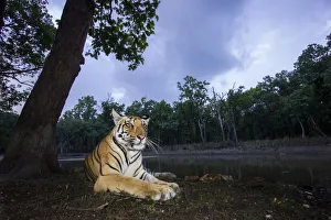 Bengal tiger (Panthera tigris tigris) sub adult tigress resting at dusk. Kanha National Park