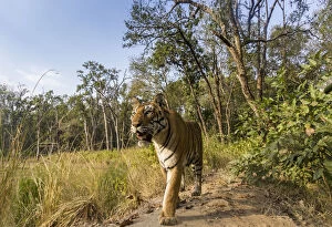 Bengal tiger (Panthera tigris tigris) (T27) walking on bund / dam wall trail. Kanha National Park