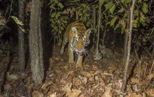 Bengal tiger (Panthera tigris tigris) tigress (T32) feeding on Spotted deer / Chital