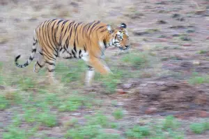 Panthera Prints: Bengal tiger (Panthera tigris tigris) walking