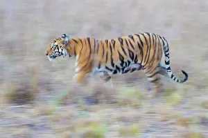 Panthera Prints: Bengal tiger (Panthera tigris tigris) walking