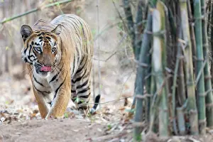 Panthera Prints: Bengal tiger (Panthera tigris tigris) walking through forest