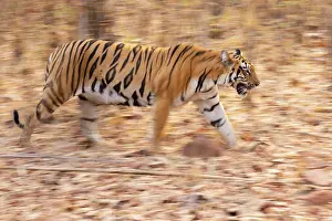 Camouflage Prints: Bengal tiger (Panthera tigris tigris) walking through forest
