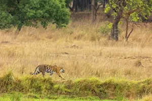 Madhya Pradesh Prints: Bengal tiger (Panthera tigris tigris) walking through grassland Bandhavgarh Tiger Reserve