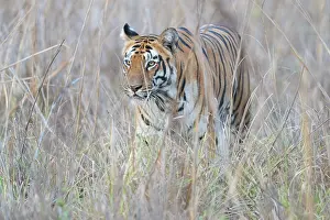 Camouflage Prints: Bengal tiger (Panthera tigris tigris) walking through long grass