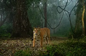 Mist Prints: Bengal tiger (Panthera tigris tigris) walking through rainforest on a foggy morning